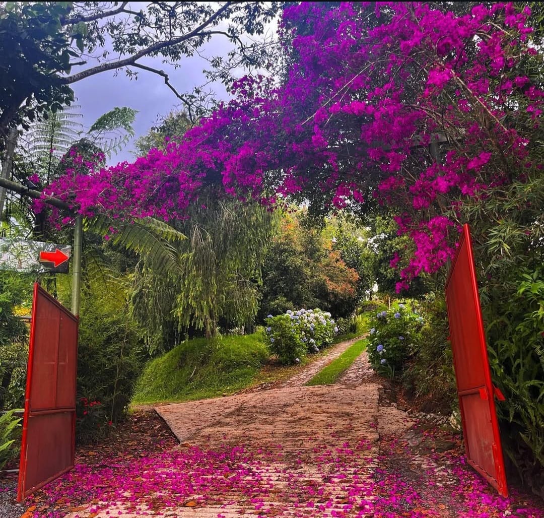 Entrada con buganvilias